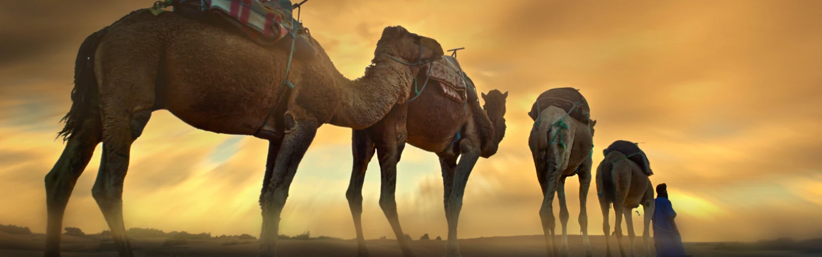 Day Trip to the Kuwait Camel Racing Track