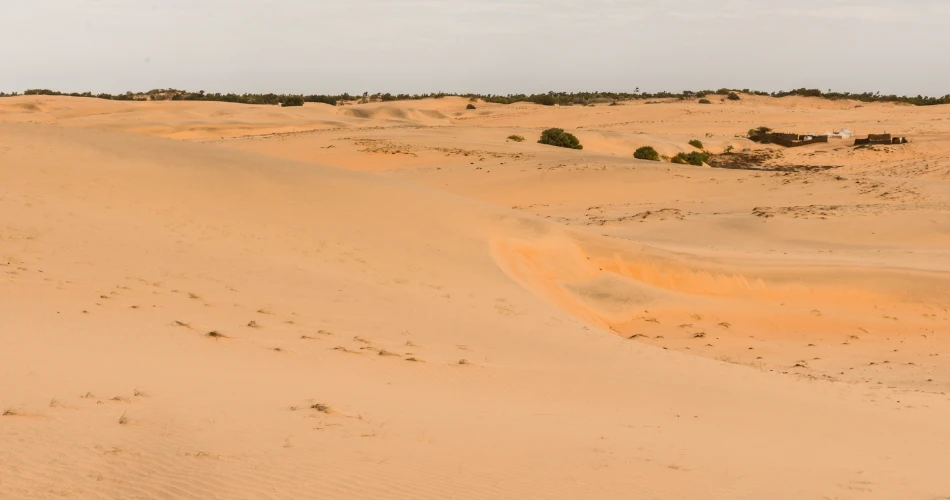 Alam & Hidupan Liar dalam Perjalanan Sehari ke Puncak Al Mutlaa
