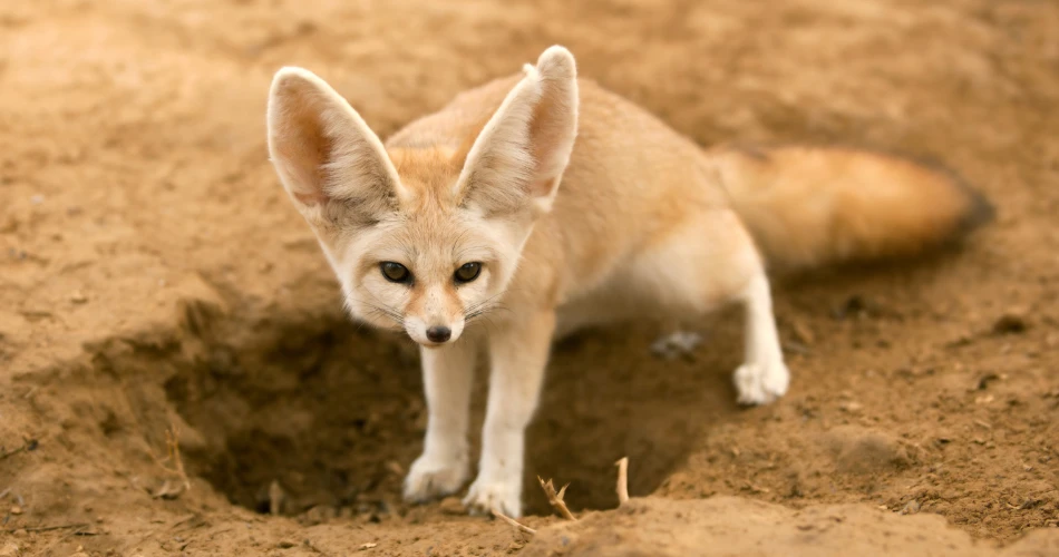 Alam & Hidupan Liar dalam Perjalanan Sehari ke Puncak Al Mutlaa