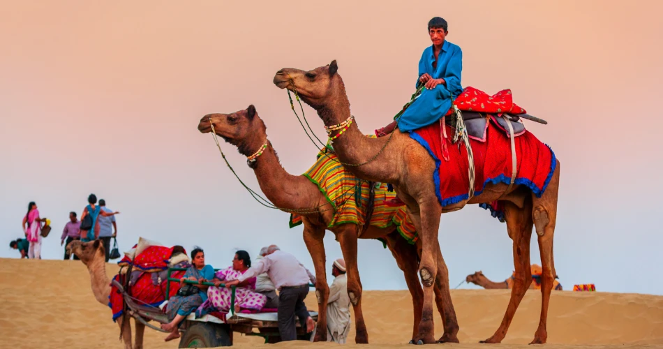 Day Trip to the Kuwait Camel Racing Track
