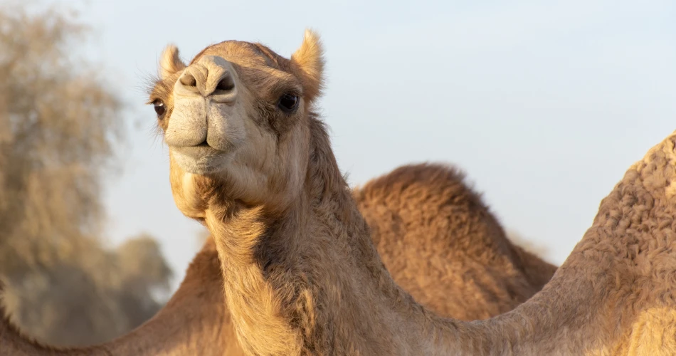 Day Trip to the Kuwait Camel Racing Track