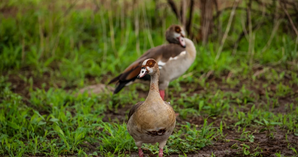 Nature Lovers’ Guide: Wildlife Reserves & Green Escapes in Kuwait