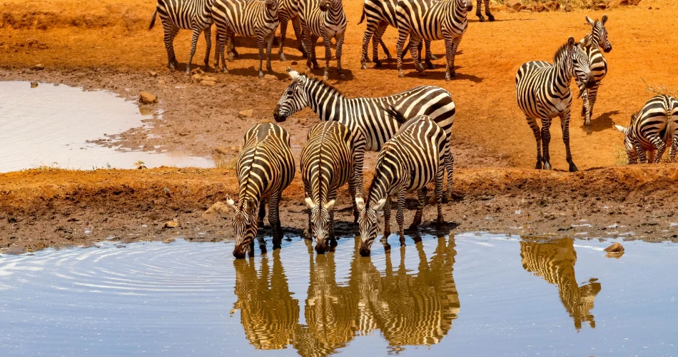 Nature Lovers’ Guide: Wildlife Reserves & Green Escapes in Kuwait